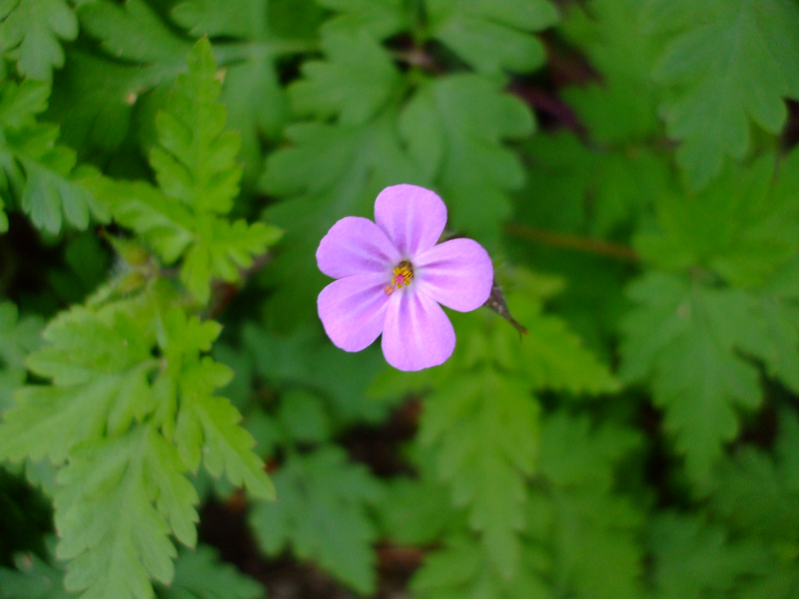 Geranium robertianum